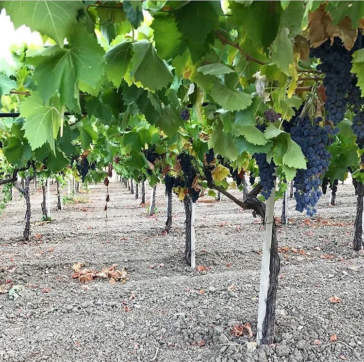 Agriturismo La Casa di Bacco Agrigento Alloggio per agriturismo