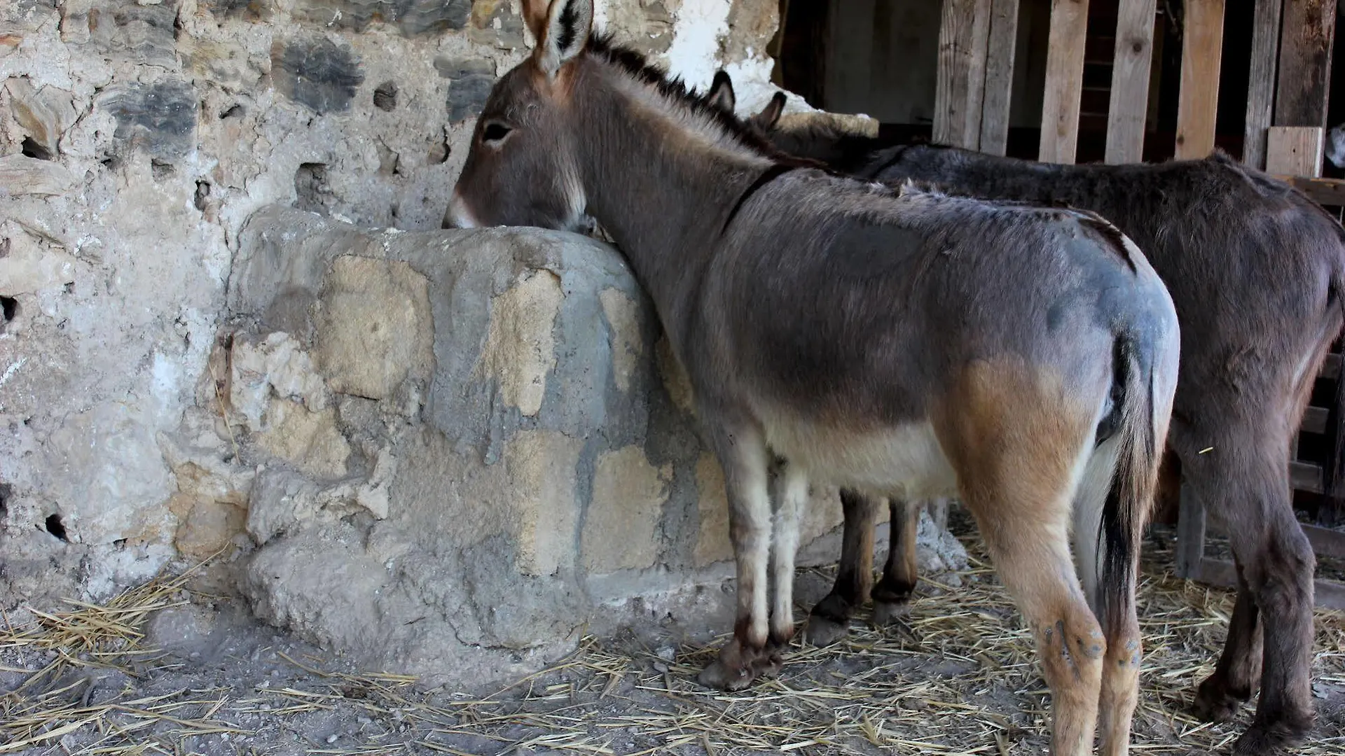 Alloggio per agriturismo Agriturismo La Casa di Bacco Agrigento