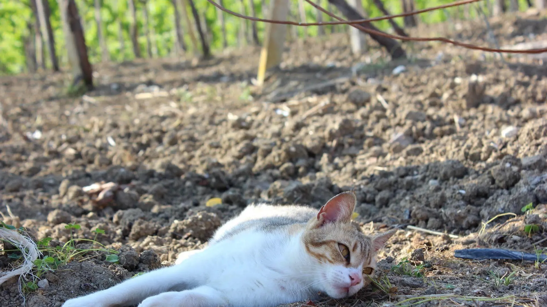 Agriturismo La Casa di Bacco Agrigento