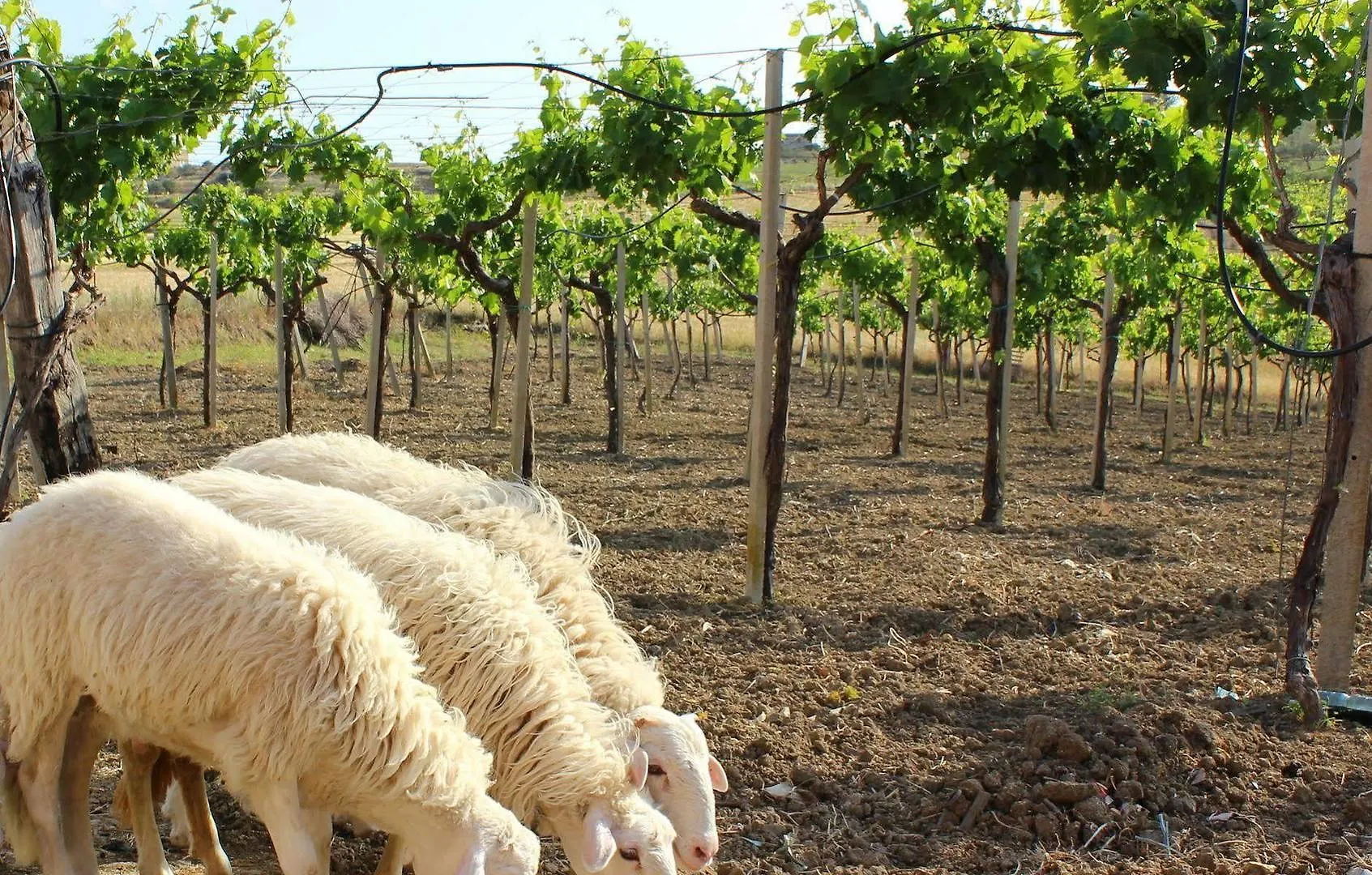 Alloggio per agriturismo Agriturismo La Casa di Bacco Agrigento Italia