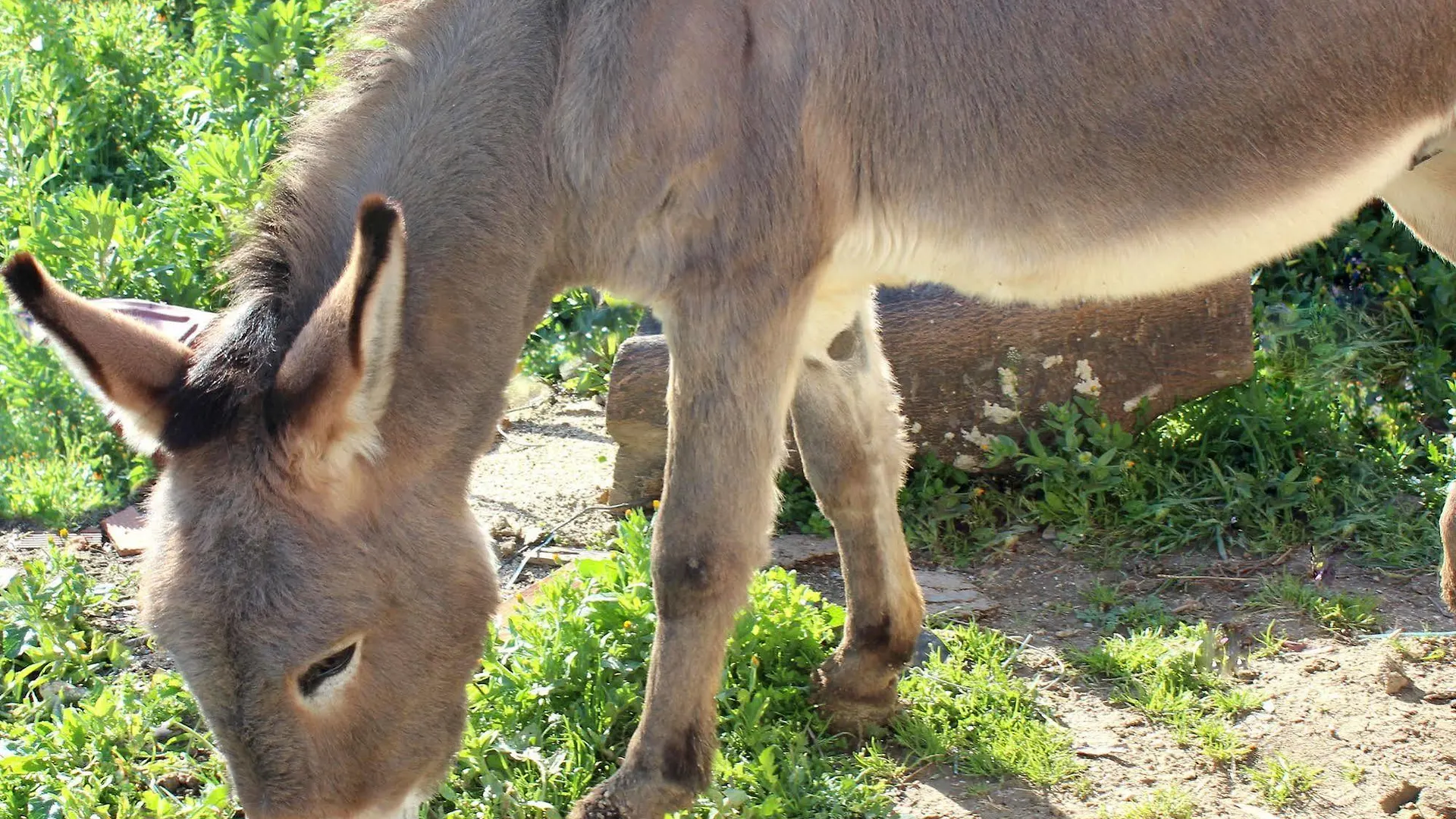 Alloggio per agriturismo Agriturismo La Casa di Bacco Agrigento